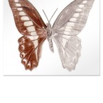 Polychromos/Bleistift