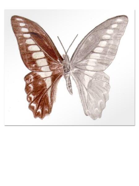 Illu_Schmetterling Illu_Schmetterling